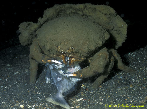 071904 Decorated (sponge carrying) Crab feeding on File Fish