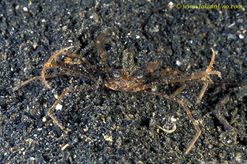 071904 Spider Crab 01 threating posture