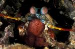 Mantis Shrimp holds eggs 01