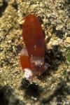 Snappy Shrimp 01 Synalpheus aff. modestus De Man