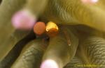 071904 Commensal Shrimp (Egg Shell Shrimp). H.corallicola, on Mushroom Coral 01