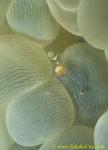 071904 Commensal Shrimp, P. cf. venustus, on bubble coral 01
