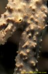 071904 Paron Shrimp 01a (very flat), Gelastocaris paronae, on sponge