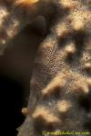 071904 Paron Shrimp 01c, Gelastocaris paronae, on sponge