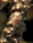 071904 Paron Shrimp 02, Gelastocaris paronae, on sponge
