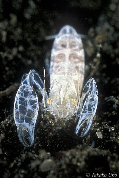 Scorpionshrimp 01a 9mm Rostronia stylirostris, Pontoniinae