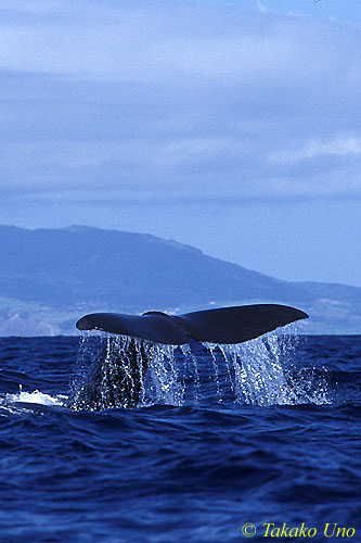 Sperm Whale 10 fluking