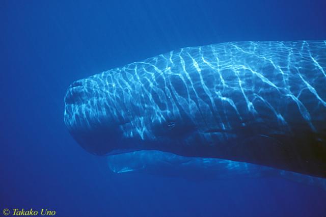 Sperm Whale 06