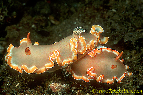 My 2nd New Nudi Glossodoris, published in "Nudibranchs of the World", 2007, by Helmut Debelius & Rudie Kuiter