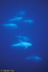 Risso's Dolphins 04