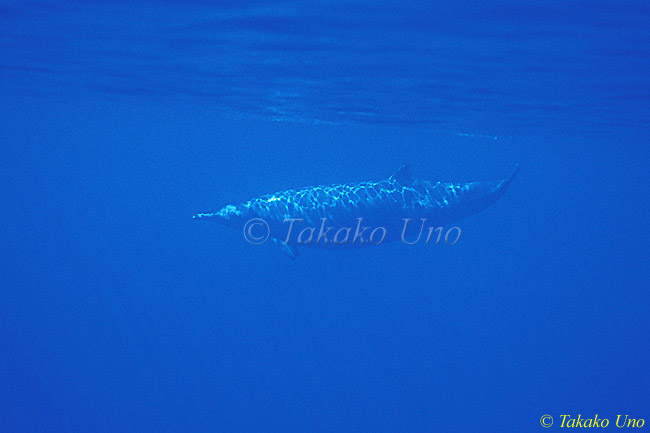 Sowerby's Beaked Whale 01b Rare Photo (this may be one of the only handful u/w images of this species)