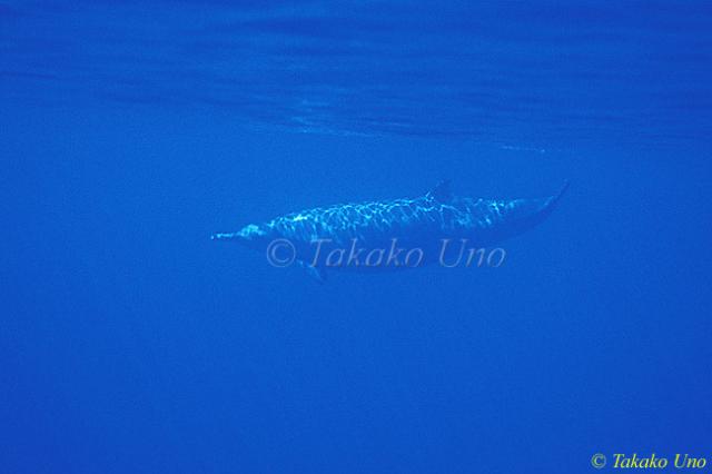 Sowerby's Beaked Whale 01b Rare Photo (this may be one of the only handful u/w images of this species)