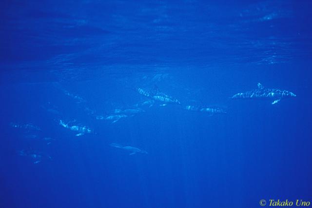 Common Dolphins 01