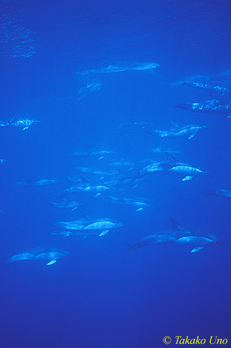 Common Dolphins 03