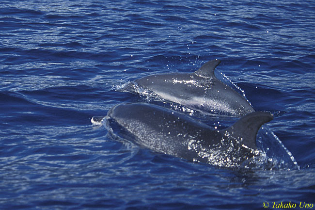 Atlantic Spotted Dolphins 04 porpoising