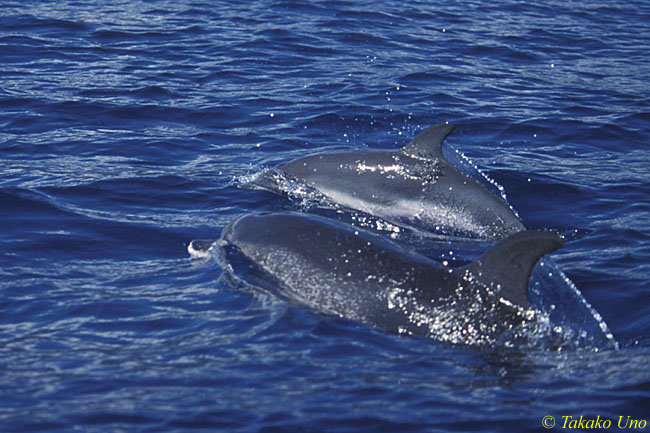 Atlantic Spotted Dolphins 04 porpoising