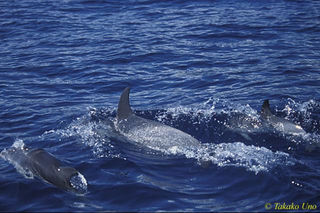 Atlantic Spotted Dolphins 02 porpoising
