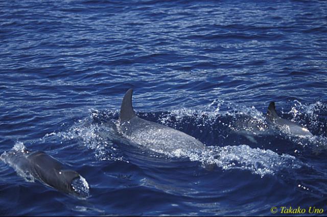 Atlantic Spotted Dolphins 02 porpoising