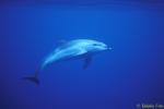 Bottlenosed Dolphins 07