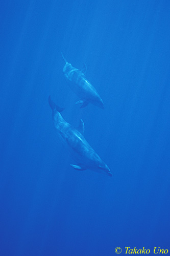 Bottlenosed Dolphins 03