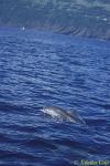 Atlantic Spotted Dolphins 03 juvenile porpoising