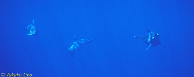 Atlantic Spotted Dolphins 01