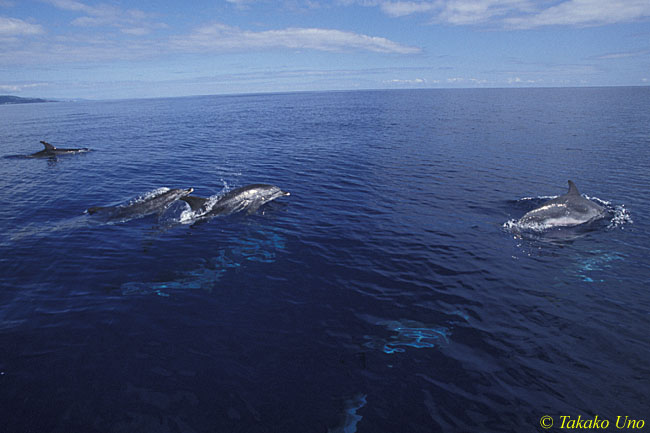 Atlantic Spotted Dolphins 05