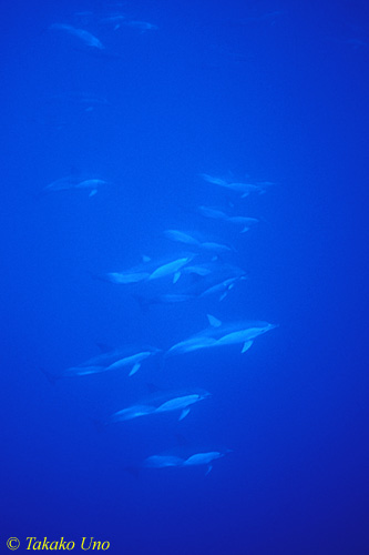 Common Dolphins 04