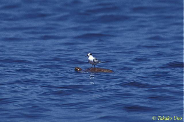 Common Terns 02 standing on Loggerhead Turtle