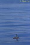 Common Terns 03 standing on Loggerhead Turtle; bird turd on the turtle shell