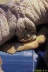 Crab staying near rectum of Loggerhead Turtle 01a