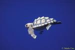 Loggerhead Turtle (18cm baby) & Pilot Fish 03