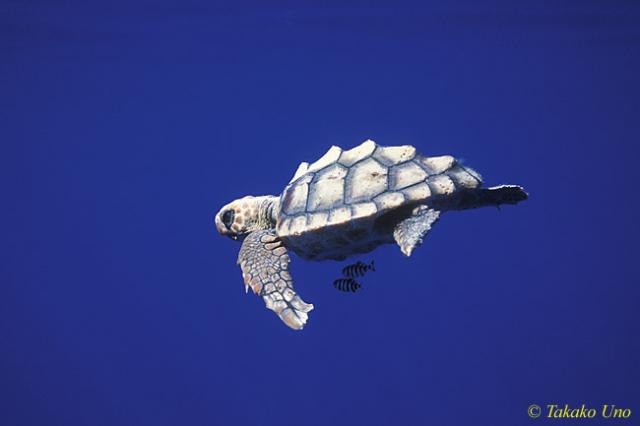 Loggerhead Turtle (18cm baby) & Pilot Fish 03