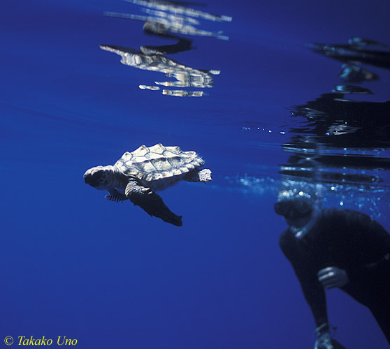 Loggerhead Turtle (18cm baby) & snorkeler 01