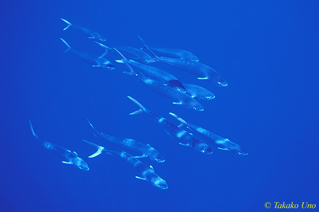 Mahi Mahi 02a juveniles