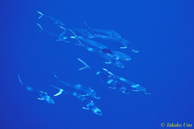 Mahi Mahi 02a juveniles