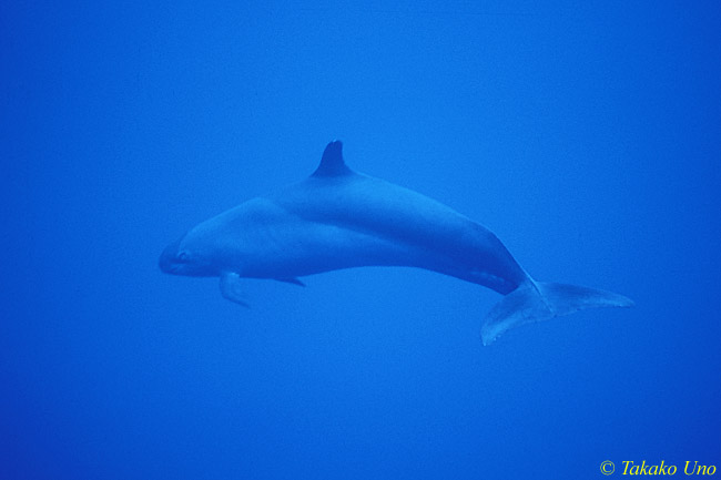 Pseudorca or 'False Killer Whale' 03