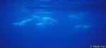 Risso's Dolphins 01