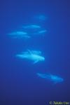 Risso's Dolphins 03