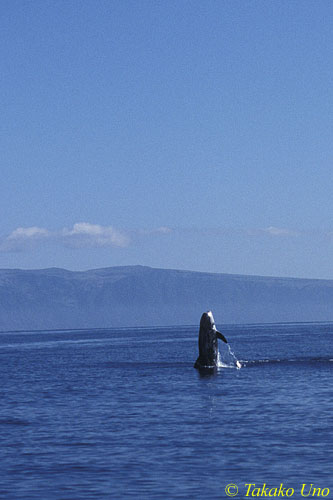 Risso's Dolphins 07 breaching