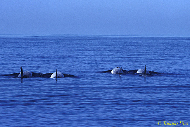 Risso's Dolphins 08