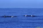 Risso's Dolphins 08