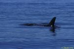 Risso's Dolphins 09 sub adult, dark in color