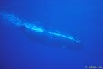 Sperm Whale 02