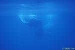 Sperm Whale 03a

