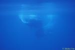 Sperm Whale 03a
