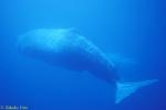 Sperm Whale 08