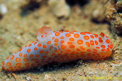 Gymnodoris rubropapulosa 01 55mm dw