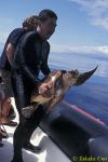 Stephen catching Loggerhead Turtle for tagging 02