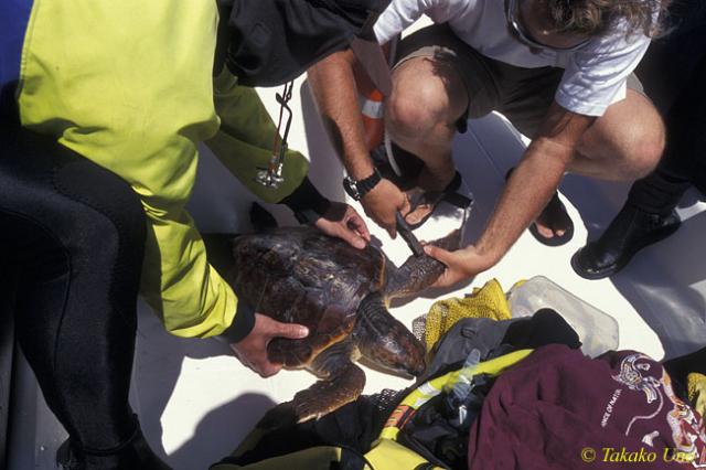 Tagging Loggerhead Turtle 01